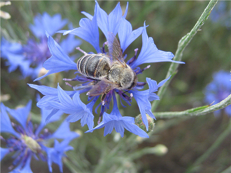Василёк синий и пчела