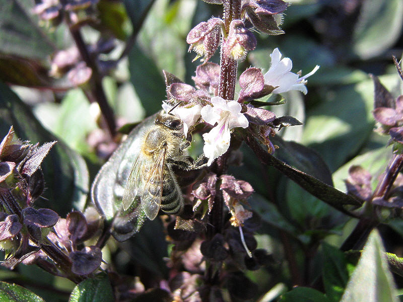 Пчела на цветке базилика