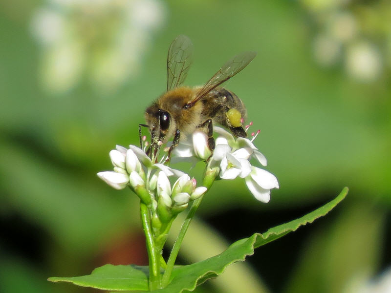 Пчела на цветках гречихи