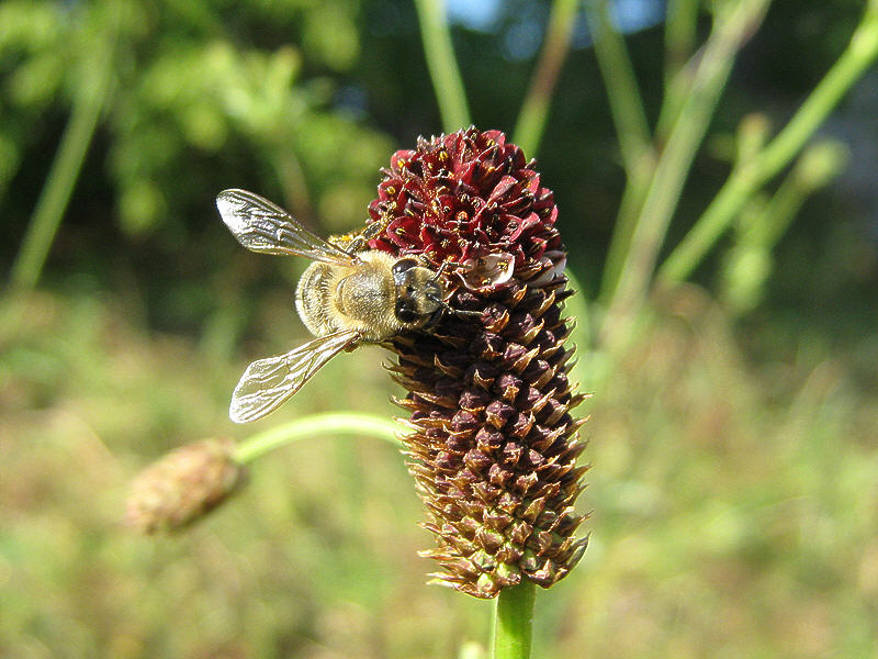 Пчела на цветке кровохлёбки