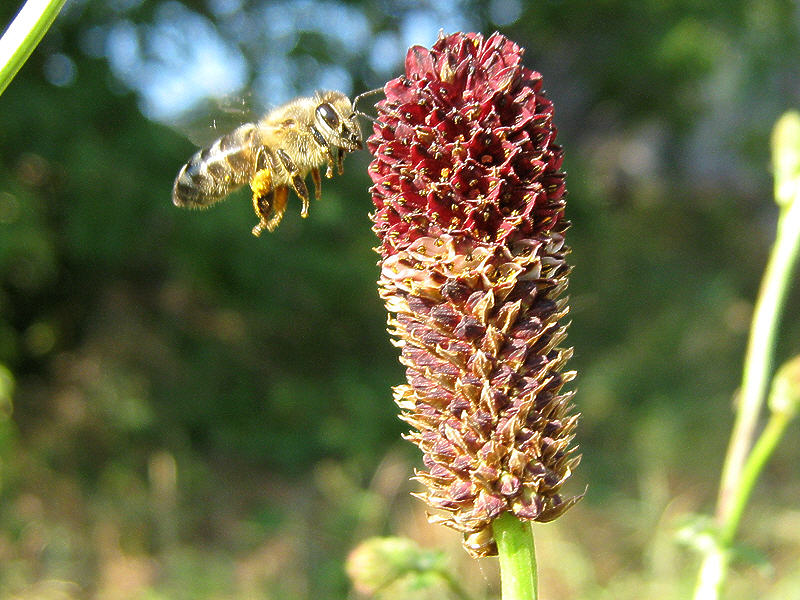 Пчела и соцветие кровохлёбки
