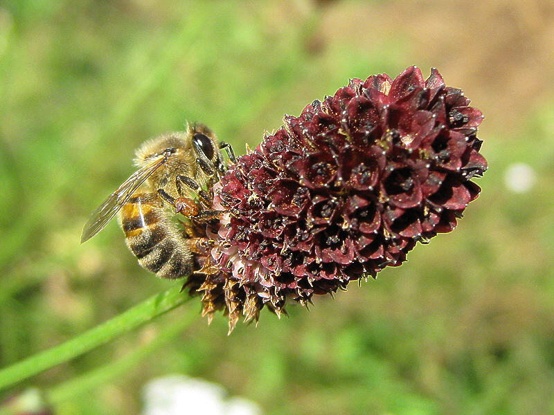 Пчела на цветке кровохлёбки лекарственной