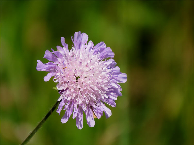Цветок короставника полевого