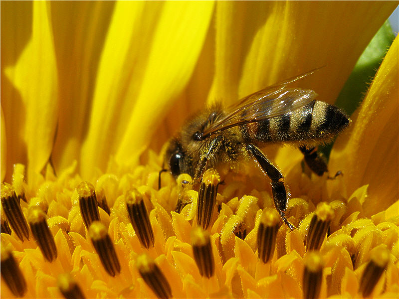 Пчела на цветке подсолнуха