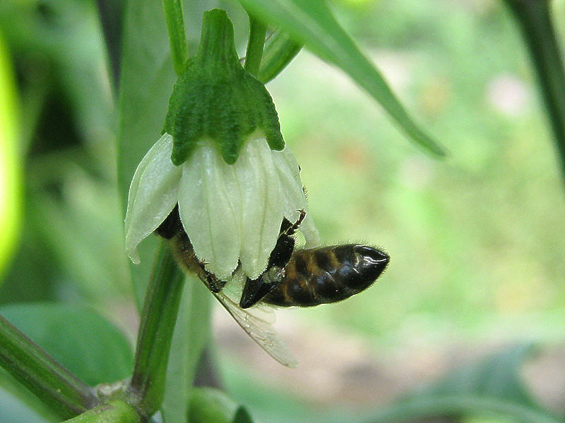 Пчела на цветке перца