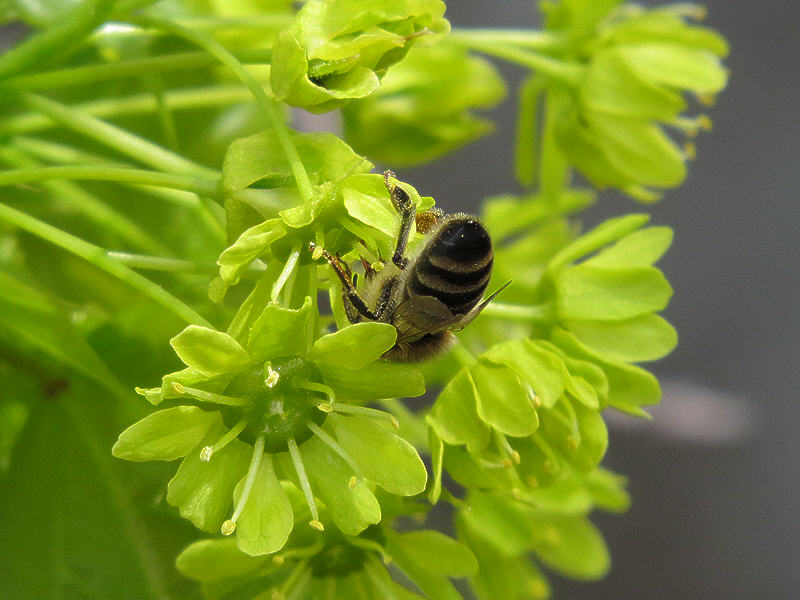 Пчела на цветке клёна остролистного