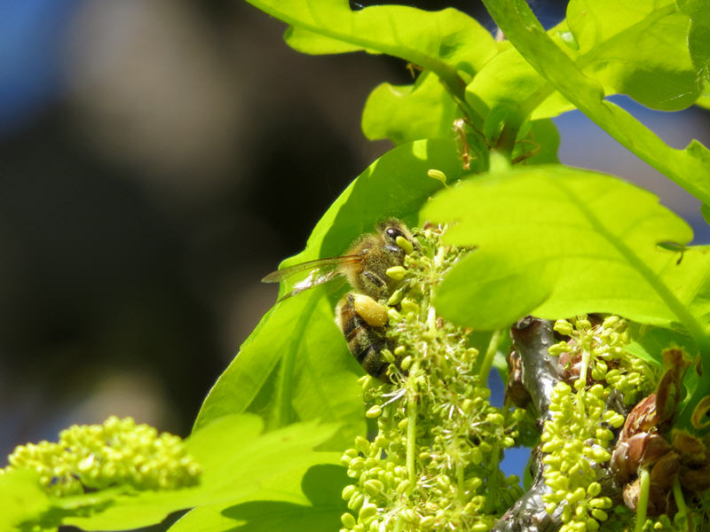 Пчела на цветках дуба