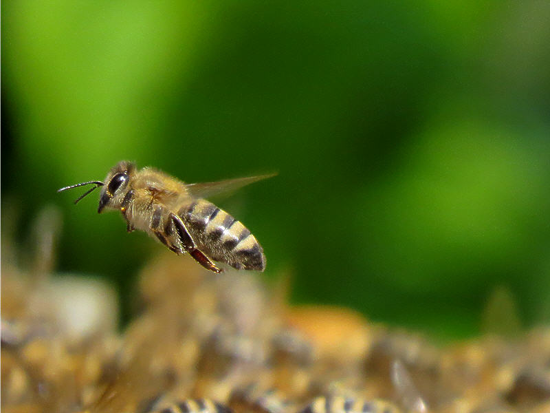 какая скорость пчелы
