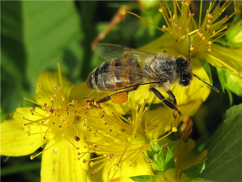 Пчела на цветке зверобоя