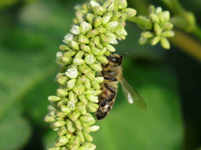 Пчела и цветки горца пятнистого