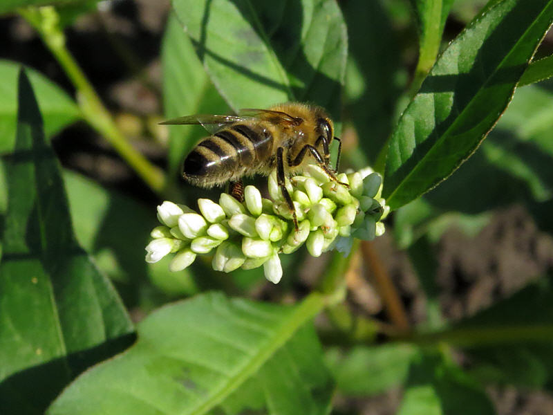 Пчела на цветках горца почечуйного