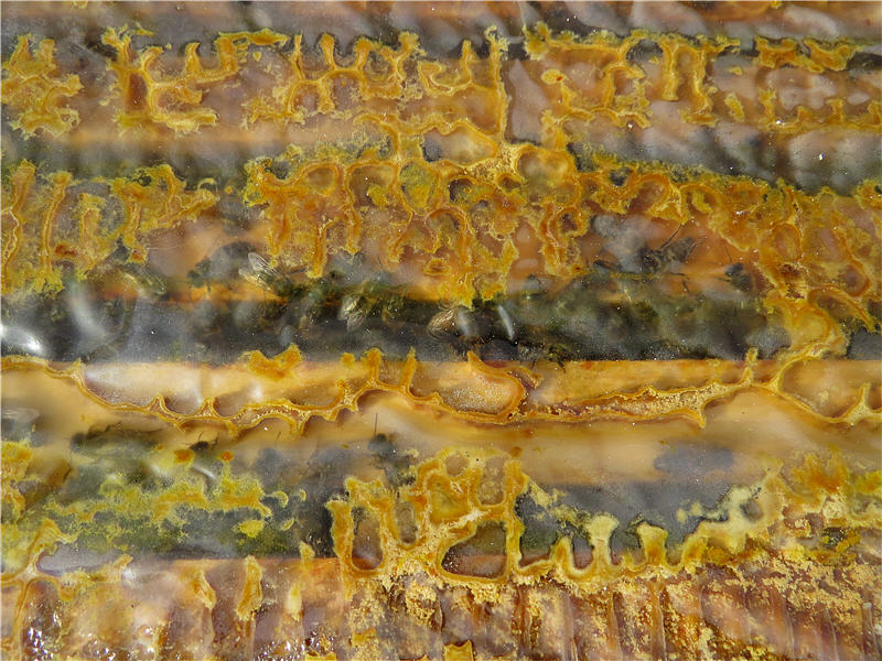 Пчёлы под плёнкой