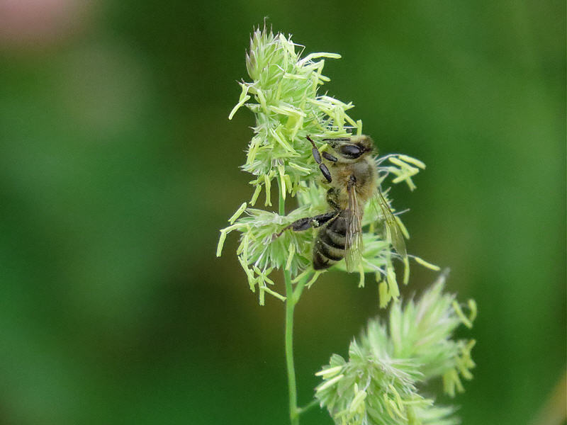 Пчела на цветках мятлика