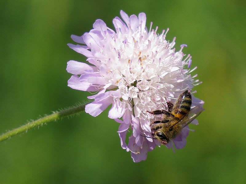 Пчела на цветке короставника полевого