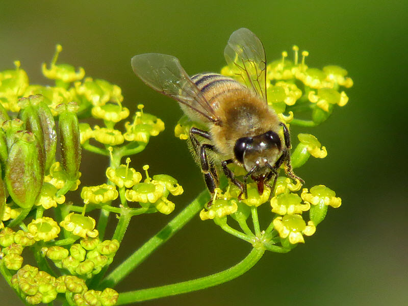 Пчела на цветках пастернака