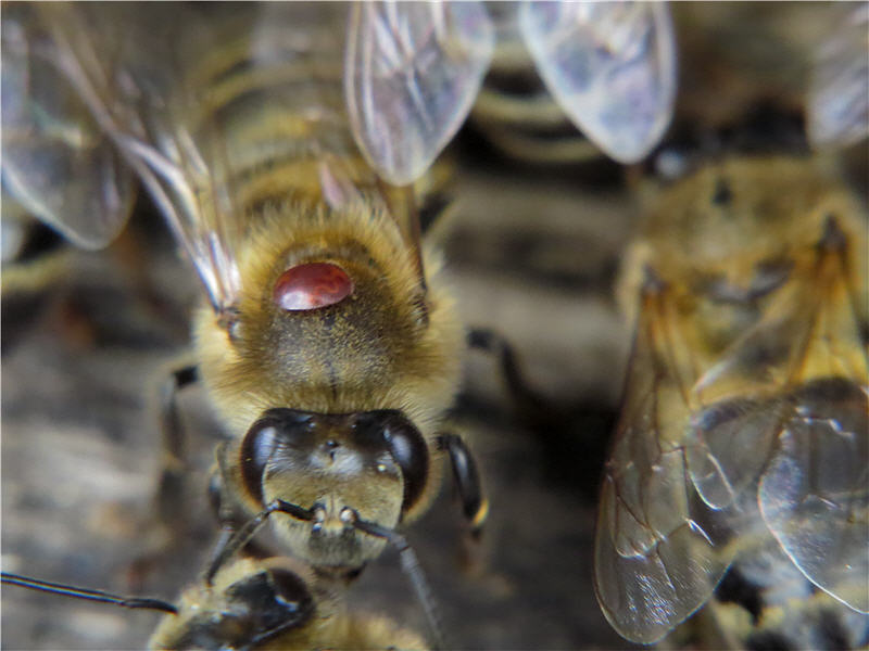 Клещ Варроа на медоносной пчеле