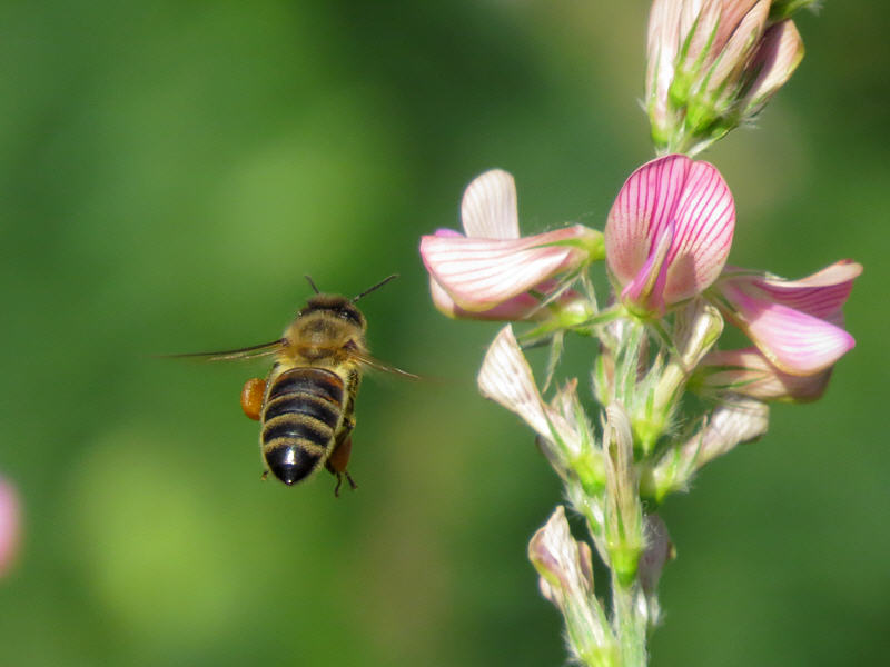 Полёт пчелы к цветку эспарцета