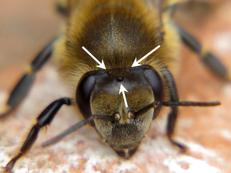 Три простых глаза у пчелы