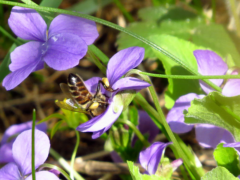 Пчёлы на цветках фиалки опушённой