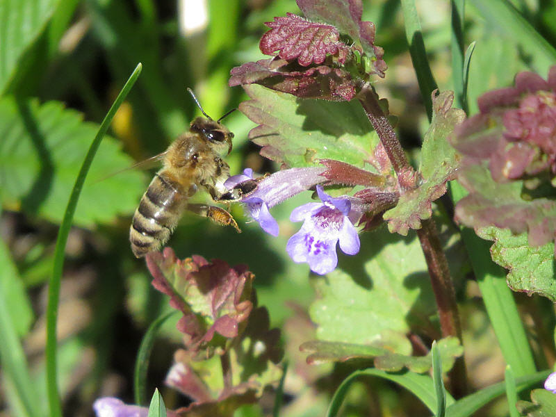 Пчела выбирает цветок