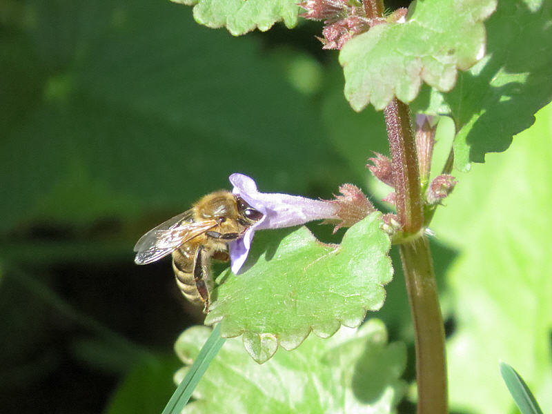Пчела и цветок будры фото