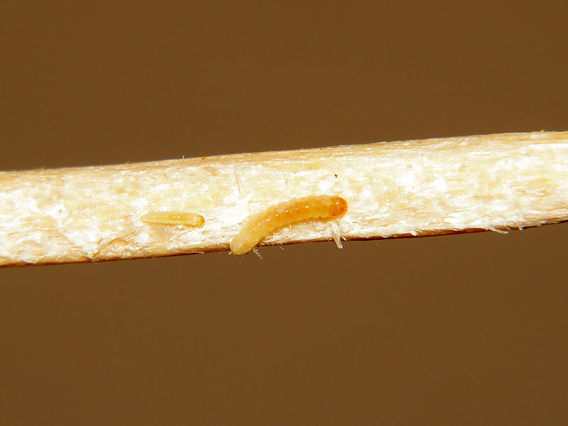 Личинки большой восковой моли