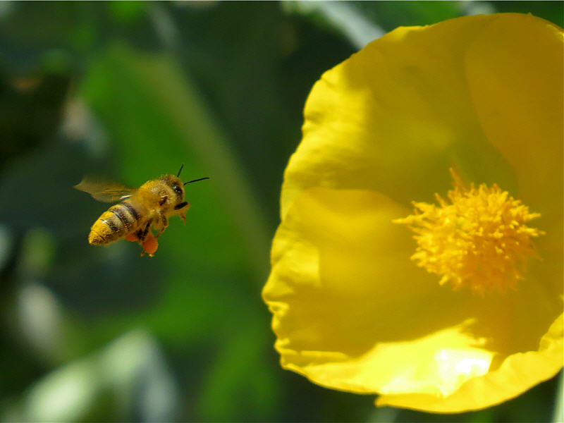 Глауциум жёлтый и пчела