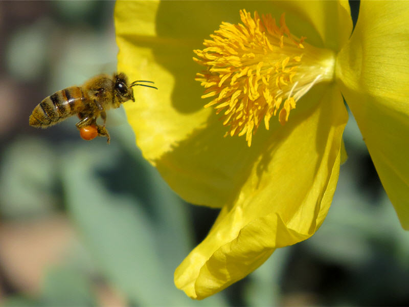 Пчела на цветке глауциума жёлтого