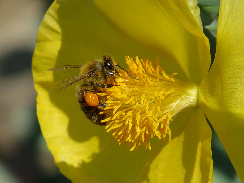 Медоносная пчела на цветка глауциума жёлтого