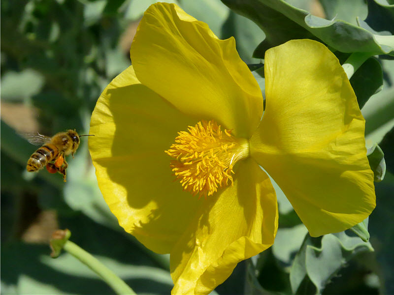Медоносная пчела и глауциум жёлтый