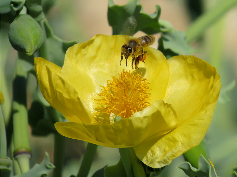 Медоносная пчела около цветка мачка жёлтого
