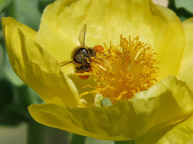 Медоносная пчела и цветок мачка жёлтого