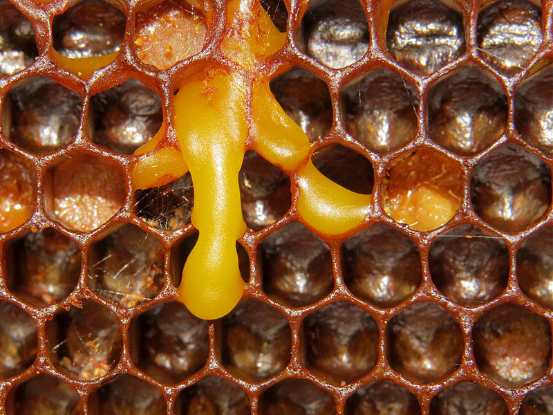 Получение пчелиного воска