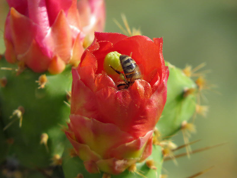 Пчела внутри цветка