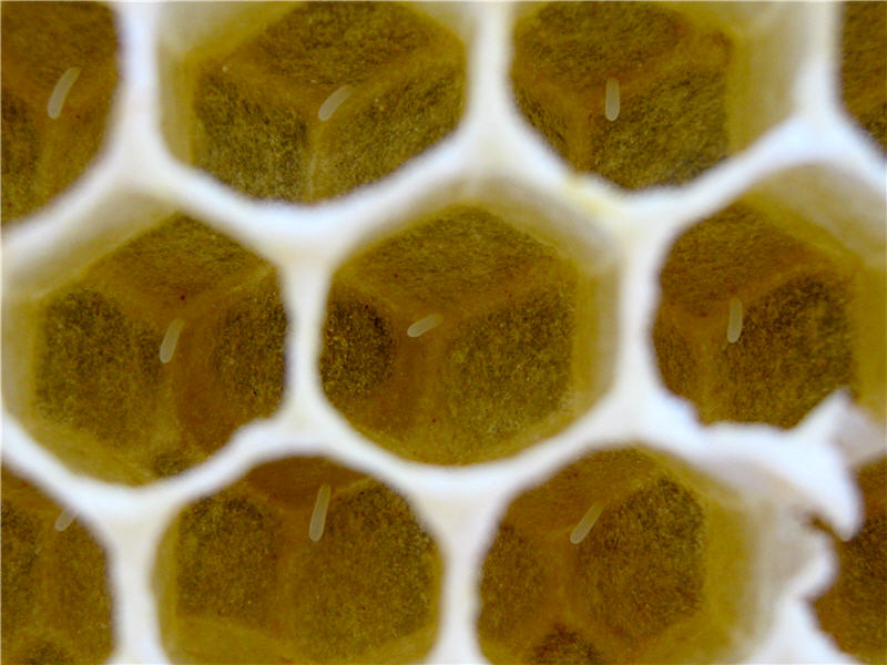 Пчелиные яйца на дне сотовых ячеек