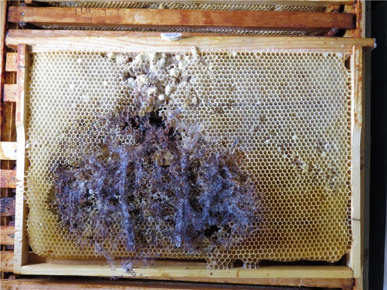 Большая восковая моль (пчелиная огнёвка): вред и польза